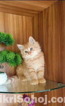 Pure persian